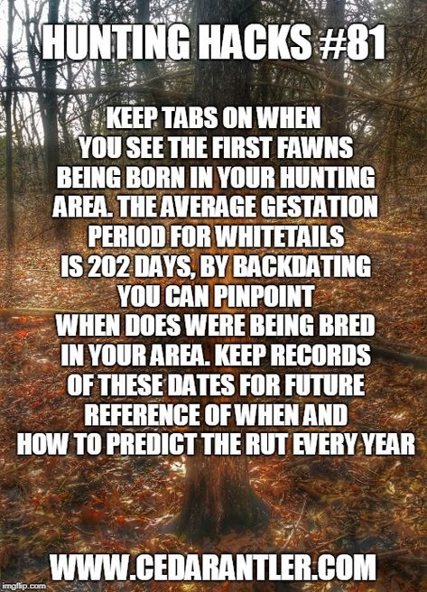 By keeping records of when the first fawns of the year are being born in your hunting areas, you can then back date 202 days to determine when last years breeding activity took place. By making notes of this every year, you will start to see a pattern and be able to more accurately predict when the rut will peak every year. Hunting Hacks, Deer Calls, Whitetail Deer Hunting, Deer Hunting Tips, Making Notes, Quail Hunting, Types Of Hunting, Deer Season, Hunting Life