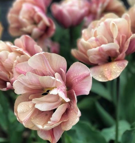 Bayntun Flowers: Tulipa ‘La Belle Epoque’ Tulip Decor, La Belle Epoque, British Flowers, Garden Bulbs, Cut Flower Garden, Unusual Flowers, Nature Garden, Pretty Plants, Colorful Garden