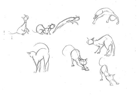 Cat movement study. Movement In Animals, Cat Movement Drawing, Cat Jumping Drawing, Cat Movement, Pose Perspective, Cats Poses, Cats Draw, Animal Animation, Cat Animation