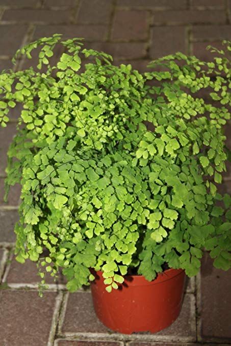 Maidenhair Fern aka Adiantum Live Plant - Indoor Live Plant Fit 4IN Pot Cottage Style Bathrooms, Low Light Indoor Plants, Cute Shower Curtains, Maidenhair Fern, Live Indoor Plants, Plant Indoor, Pot Garden, Bathroom Plants, House Plants Indoor