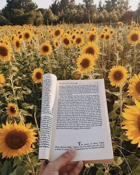 book, sunflower, and yellow image A Field Of Sunflowers, Wild Sunflower, Field Of Sunflowers, Yellow Aesthetic Pastel, Hufflepuff Aesthetic, Tout Rose, An Open Book, Yellow Aesthetic, Aesthetic Colors