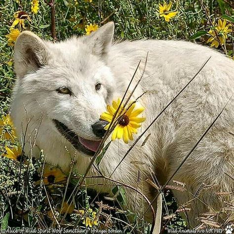 Wolf With Flowers, Wolf World, Smelling Flowers, Wolf Images, Wolf Pup, Flower Meadow, Wolf Spirit Animal, Wolf Spirit, Beautiful Wolves