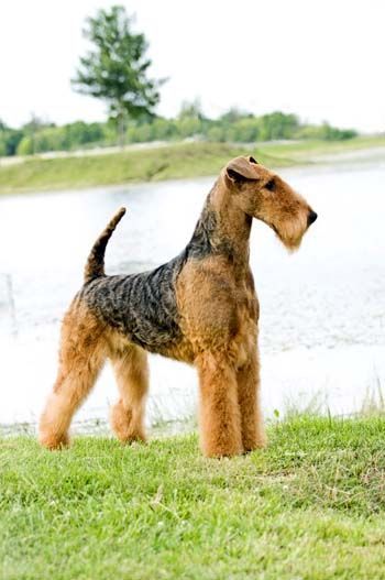 Airedale Dogs, Lakeland Terrier, Welsh Terrier, Terrier Breeds, Purebred Dogs, Terrier Puppies, Airedale Terrier, Large Dog Breeds, Fox Terrier