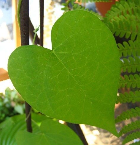 Unexpected heart shapes | Perfect Heart Shaped Leaf Heart Shaped Plant, Heart Shaped Leaf, Heart Things, Heart In Nature, Perfect Heart, 3 Hearts, My Boards, Follow Your Heart, Finding Love