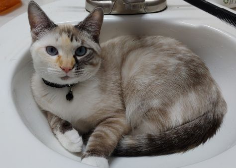 Calico siamese, tortie? Beautiful Siamese Calico Cat, Calico Siamese Mix Cats, Tortie Point Siamese, Tortie Cats, Random Cat, Crafting Table, Reference Pics, Cat Ideas, Kawaii Animals