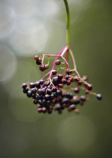 Elderberry (sambucus nigra). Elysian Fields, Sambucus Nigra, Easy Paintings, Red Peppercorn, Logo Design, Paintings, Fruit, Flowers, Red