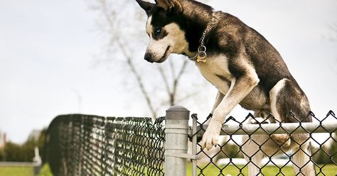 Dog Jumping Fence, Dog Jumping, Pet Adoption Center, Dog Exercise, Adoption Center, Aggressive Dog, Dog People, Dog Fence, Dog Park