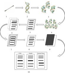 DNA profiling - Wikipedia, the free encyclopedia Dna Profiling, Dna Sequencing, Dna Sequence, Forensic Science, What Is The Difference Between, Forensic, Biology, Science, Quick Saves