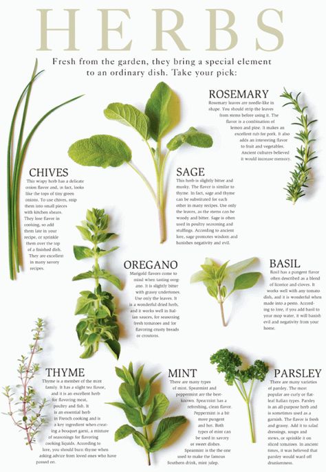 Identification of Herbs – wildramp Herb Kitchen, Herbs For Hair, Healing Herbs, Growing Herbs, Hair Restoration, Medicinal Herbs, Medicinal Plants, Herbal Medicine, Permaculture