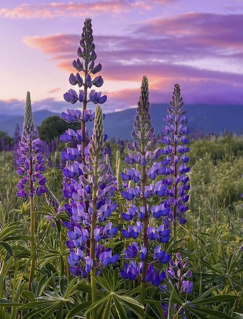 Lupine Dreams Lupin Flower, Alaska Photography, New England Usa, Lupine Flowers, Sugar Hill, Painting Ideas, Flower Arrangements, Sydney, England