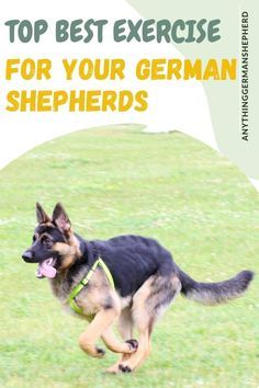 Training A German Shepherd, German Shepherd Photoshoot With Owner, German Shepard Training, Gsd Training, German Shepherd Care, German Shepherd Puppies Training, Puppy Tips, Puppy Checklist, German Shepherd Training