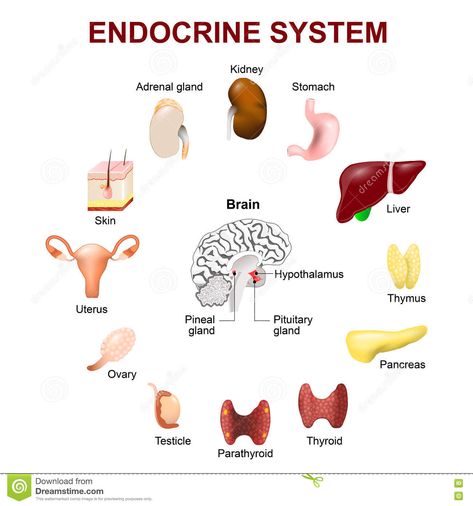 Endocrine System Drawing, Medical Oncology, Pituitary Gland, Reality Of Life Quotes, Pineal Gland, Human Anatomy And Physiology, Adrenal Glands, Medical Anatomy, Best Hospitals