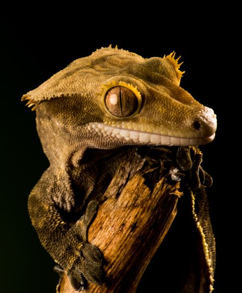 The beautiful crested gecko, some of the smallest creatures have a way of winning you over. Crested Gecko Reference, Crested Gecko Drawing, Gecko Photography, Lizard Photography, Adorable Tattoos, Reptile Expo, Dragon Designs, Pet Lizards, Christmas Drawings