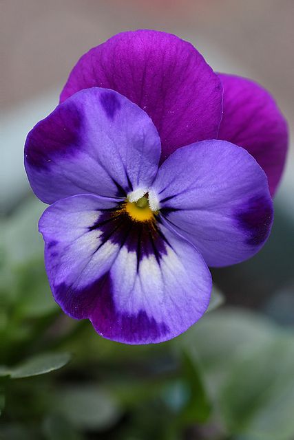 Viola flowers are edible, and can be used as a garnish when fresh, or candied and used for decoration. Viola Flowers, Viola Tricolor, Wild Pansy, Winter Blooms, Columbia Road Flower Market, Viola Flower, Pansies Flowers, Flowers Bloom, Natural Garden