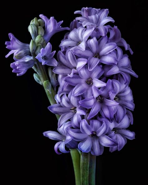 Purple Hyacinth Flower, Hyacinth Purple, Agapanthus Africanus, Hyacinth Flower, Hyacinth Flowers, Purple Hyacinth, L M Montgomery, Spring Bulbs, Floral Photography