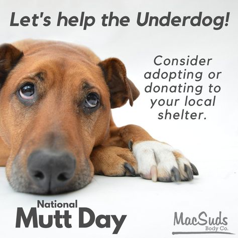 It's National Mutt Day so let's help the underdog. Mutts/Non pure breds make the best pets. Consider helping an underdog by adopting or donating to your local animal shelter. #muttsaredogstoo #nationalmuttday Mutt Puppies, National Mutt Day, Mutt Dog, An Affair To Remember, The Underdogs, July 31, Animal Shelter, Dog Life, Dog Love