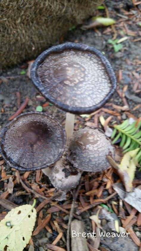 Coprinopsis atramentaria Cassieopia Constellation, Chromatopia Vinyl, Cupaniopsis Anacardioides, Tetrapyrgos Mushroom, Coprinopsis Atramentaria, Heliotropium Arborescens, Stuffed Mushrooms, Trees, Plants