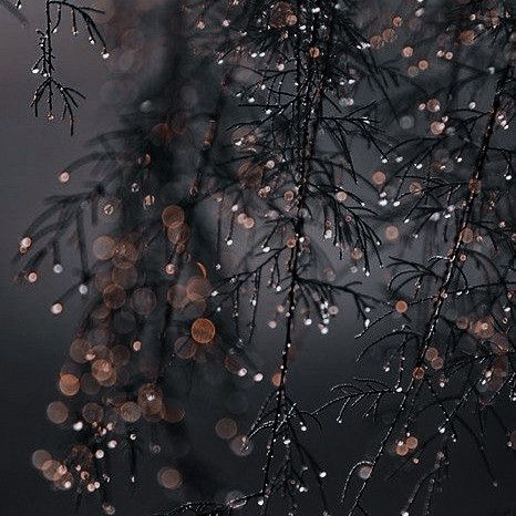 Picture Autumn, Dark Academia Christmas, Winter Iphone, Iphone Wallpaper Winter, Autumn Weather, Dark Christmas, Iphone Background Images, Dark Winter, Christmas Wonderland