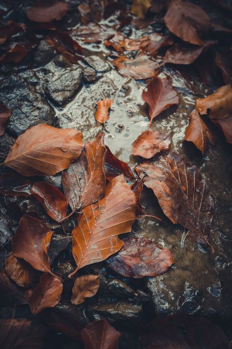 Nature photography. Brown beech tree leaves in the water. #moody #dark #fall #autumnaesthetic #nature Beech Tree Aesthetic, Beech Tree Leaves, Crunchy Leaves, Dark Fall, Winter Girl, Beech Tree, Winter Girls, Tree Leaves, Autumn Aesthetic