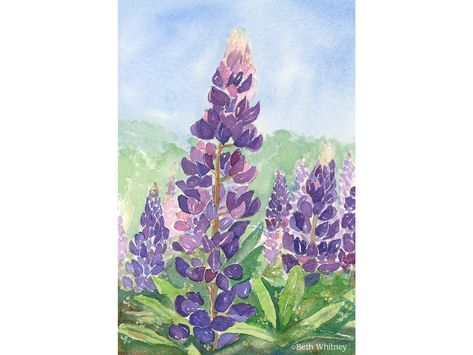 "\"Lupine Study\" is a giclee art print from a watercolor painting by Maine artist Beth Whitney.    This painting features a close-up view of a wild stand of purple lupine.  Maine's unofficial state flower (more colorful than the white pine cone) really comes out en masse in early June.  One day the fields are green, the next they are covered in lupine ranging from pinks to blues, with some whites and reds thrown in.   SIZES: \"Lupine Study\" is available in 2 sizes: Mini:  5x7.5\" (optional 8x1 Purple Lupine, Lupine Flowers, Wildflower Paintings, Maine Art, Powder Room Decor, Barn Painting, Watercolor Flower Art, Style Bedroom, Botanical Painting