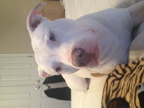 White Pitbull-- Oh my goodness! So so adorable! I cannot wait to start fostering these guys! All White Pitbull, Pitbull Bloodlines, White Pitbull Puppies, Cute Pitbulls, White Pitbull, Staffy Dog, Pitbull Pictures, Cutee Animals, Best Puppies