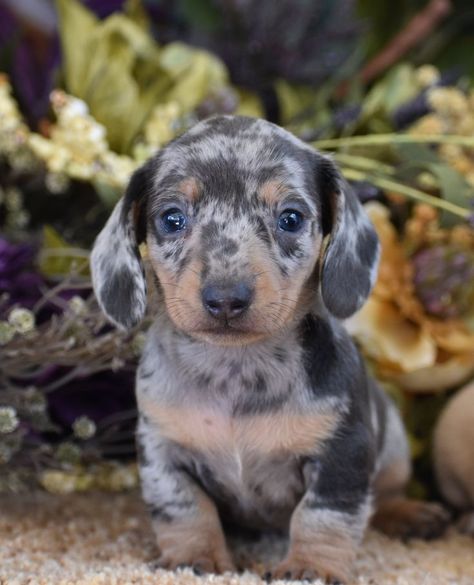 Blue Merle Dachshund, Dachshund Puppies For Sale Near Me, Dapple Dachshund Puppy For Sale, Dogs And Puppies For Sale Near Me, Daushound Puppies, Blue Dapple Dachshund, Miniature Daschund, Dapple Dachshund Miniature, Miniature Dachshund Puppies For Sale