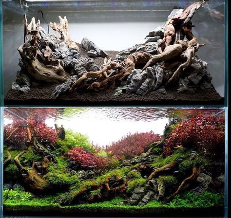 Aquascape Inspiration, 5 Gallon Tank, Biotope Aquarium, Fish Aquarium Decorations, Small Aquarium, Fish Tank Filter, Fish Tank Themes, Fish Tank Terrarium, Amazing Aquariums