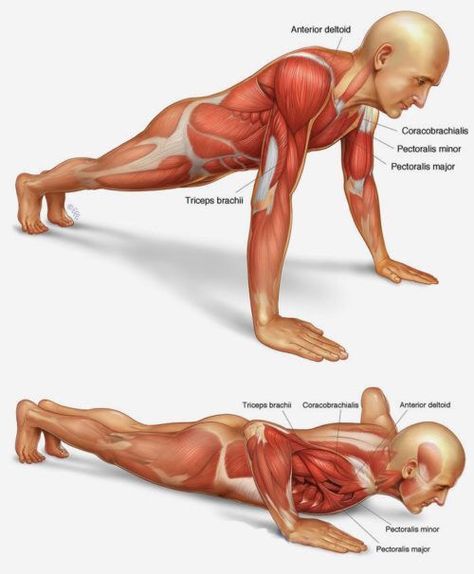 Muscles Diagram, Push Up Muscles, Anatomy Dental, Fitness Campaign, Ultimate Ab Workout, Yoga Anatomy, Muscular System, Muscle Anatomy, Mobility Exercises