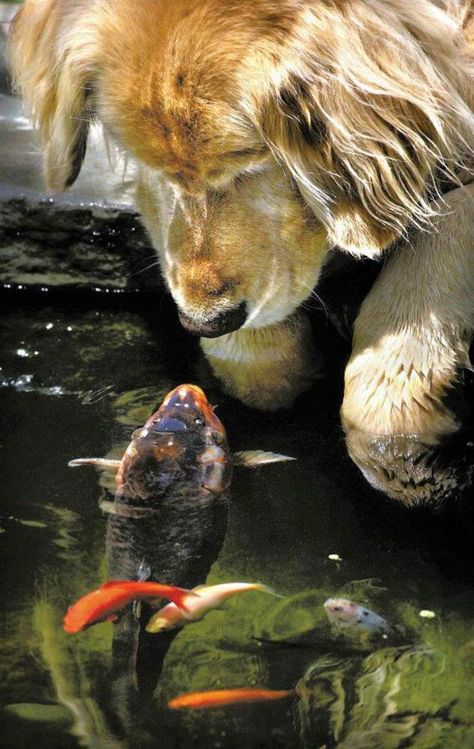 Everday Chino the golden retriever goes out to the garden pond at his home in Oregon, and Falstaff the Koi Carp comes to greet him. Regnul Animal, 강아지 그림, Animals Friendship, Rare Animals, The Fish, Animal Photo, Mans Best Friend, 귀여운 동물, Animals Friends