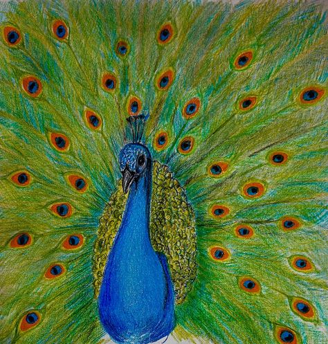 Peacock drawing with coloured pencils Peacock Color Pencil Drawing, Drawing And Colouring, Peacock Drawing, Peacock Color, Drawing Websites, Happy Drawing, Coloured Pencils, Art Drawings For Kids, Color Pencil Drawing