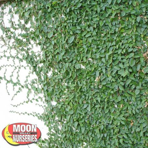 Creeping Fig | Vines | Moon Valley Nurseries Creeping Fig Vine, Fig Vine, Creeping Fig, Ficus Pumila, Evergreen Vines, Tree Growth, Tuscan Landscaping, Moon Nursery, Specimen Trees