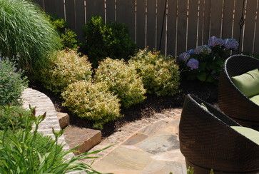 Kaleidoscope Abelia Design Ideas, Pictures, Remodel and Decor Kaleidoscope Abelia, Abelia Kaleidoscope, Backyard Design Ideas, Front Of House, Landscape Ideas, Backyard Design, Photos Ideas, Genetic, Green Thumb