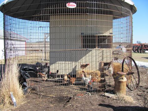 A corn crib makes an excellent enclosure for chickens.  It protects them from most preditors. Corn Crib Aviary, Corn Crib Chicken Coop, Grain Bin Chicken Coop, Venue Plans, Outdoor Aviary, Raising Livestock, Bin Chicken, Grain Bins, Farm Hacks