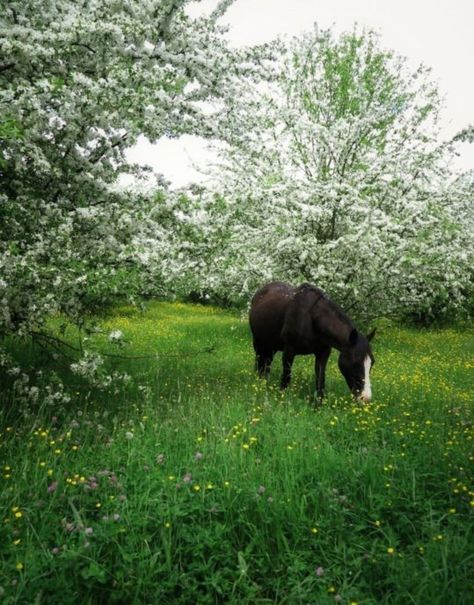 Road Photos, Horse Aesthetic, All The Pretty Horses, Ranch Life, Equestrian Life, Back Road, Horse Life, Pretty Horses, Horse Photography