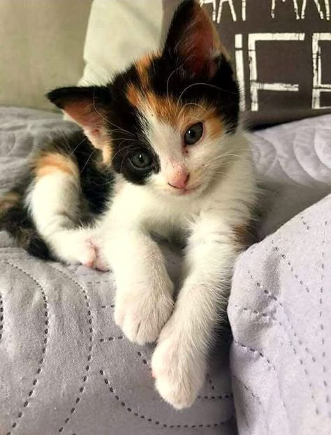 Pretty Calico Cat, Kitten Poses, Cutest Cat Breeds, Animal Poses, Real Cat, Calico Cats, Calico Kitten, Exotic Cats, Söt Katt