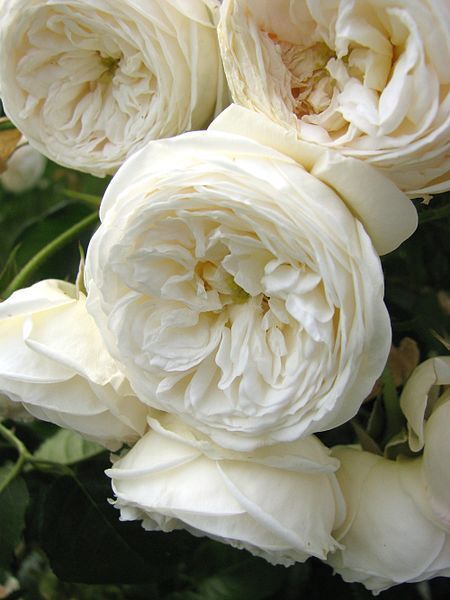 Pretty Flower Rosen Beet, David Austin Roses, Moon Garden, Have Inspiration, David Austin, White Garden, White Gardens, English Roses, Garden Roses