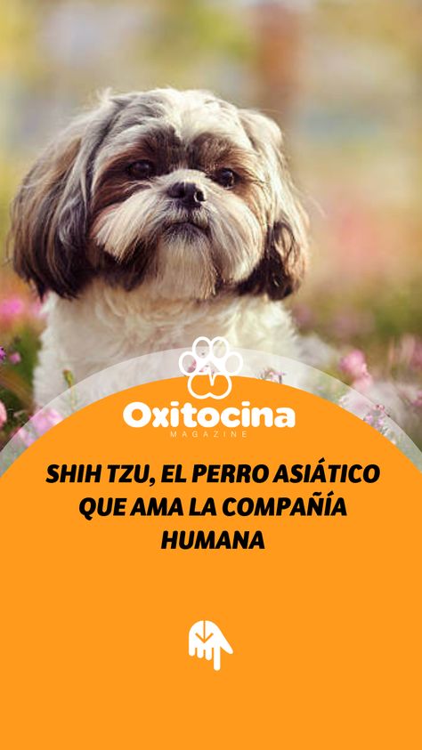 Su apariencia es muy llamativa pero lo es aún más su personalidad. El Shih tzu es conocido como uno de los perros más sociables y cariñosos que existen, además aman la compañía humana. Si deseas tener uno en casa no dudes en leer el siguiente artículo para que conozcas las características de esta popular raza. Perro Shih Tzu, Sun Tzu, No Dudes, Shih Tzus, Sausages, Shih Tzu, Collage, Dogs, Animals