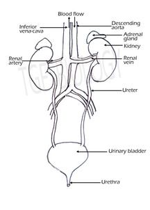 d. Excretory System - BIOLOGY4ISC Human Excretory System Diagram, Excretory System Diagram, Human Excretory System, Teaching Body Systems, The Excretory System, Digestive System Diagram, Body Systems Project, Human Respiratory System, Excretory System