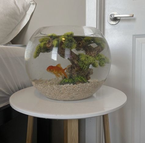 Cute Small Fish Tank Ideas, Goldfish Tank Setup, Fish Bowl Aesthetic, Cute Fish Tanks, Aquarium In Bedroom, Peceras Aesthetic, Home Aquarium Aesthetic, Aesthetic Fish Tank, Cute Fish Tank Ideas