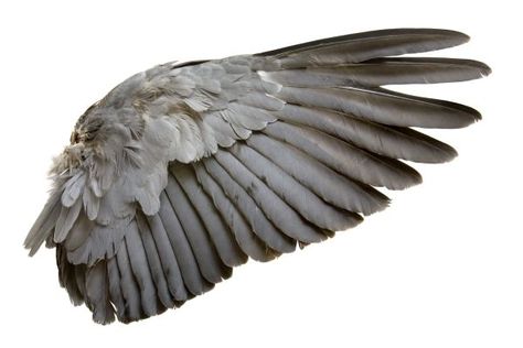 Wing Anatomy, Wings Pattern, Real Angels, Bird Flying, Eagle Bird, Crows Ravens, Bird Wings, Feather Wings, Anatomy Reference