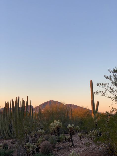 Arizona Aesthetic, Instagram Archive, Arizona Mountains, Desert Aesthetic, Arizona Sunset, Desert Vibes, Desert Garden, Desert Sunset, Pretty Landscapes