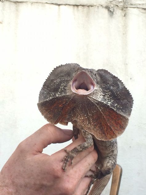 Our gorgeous frilled dragon! Aussie Tattoo, Frilled Dragon, Dragon Funny, Bearded Dragon Funny, Pets 3, Reptiles And Amphibians, Bearded Dragon, Lizards, Amphibians