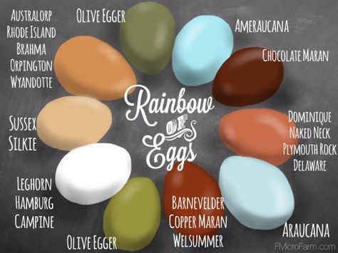 Chicken Egg Color Chart, Breed Specific Egg Color Chart, Chicken Egg Colors, Olive Egger, Colored Eggs, Chicken Farming, Chicken Life, Crazy Chicken Lady, Keeping Chickens, Mini Farm