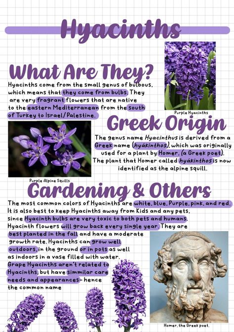 Purple Hyacinth Meaning, Hyancith Flower Aesthetic, Hyacinth Flower Aesthetic Wallpaper, Purple Hyacinth Wallpaper Aesthetic, Purple Hyacinth Tattoo, Hyacinths Aesthetic, Hyacinth Core, Purple Hyacinth Flower Aesthetic, Hyacinth Meaning