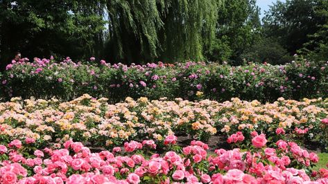 Ground Cover Roses, Scandi Living, Interior Design Advice, Design Advice, Growing Flowers, Ground Cover, Beach Blanket, Gardening Ideas, Shopping Hacks