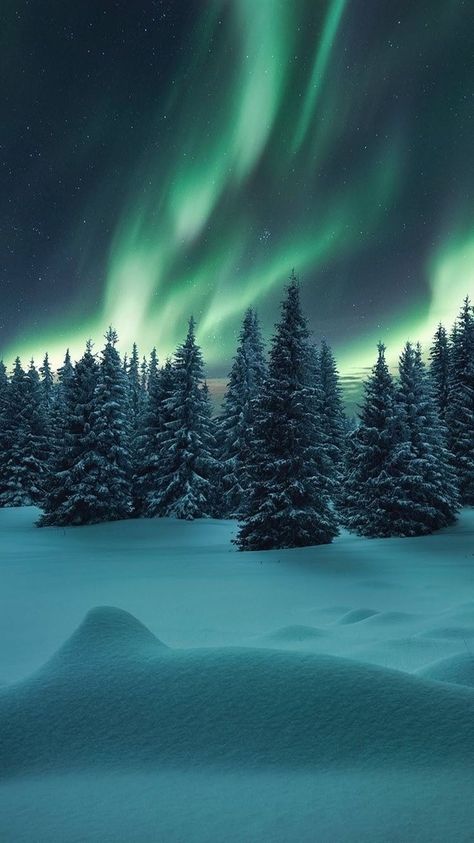 Northern Lights Wallpaper, Northern Lights Photography, Lights Wallpaper, Snow Night, Northern Lights Norway, Aurora Borealis Northern Lights, Forest Trees, Winter Wallpaper, Winter Scenery