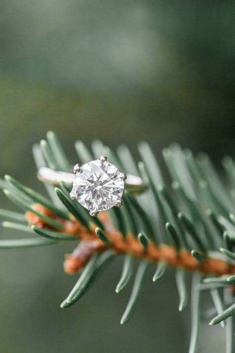 Tree Farm Engagement, Wedding Rings Ideas, Christmas Engagement Photos, Tree Farm Photo Shoot, Engagement Ring Photography, Ring Photoshoot, Farm Engagement Photos, Winter Engagement Pictures, Holiday Engagement