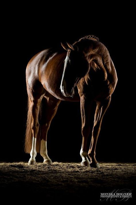 Horse Photoshoot Ideas, Equine Photography Poses, Horse Photography Poses, Beautiful Horses Photography, Equine Portraits, Horse Dressage, Horse Portrait, Dressage Horses, Equine Art