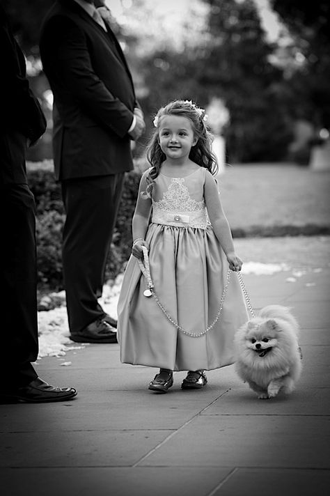 Dog Wedding Pictures Photo Ideas, Wedding Pic With Dog, Flower Puppy Wedding, Teacup Animals, Dog As Flower Girl Wedding, Bridals With Dog, Doggie Bag, Pom Mom, Strictly Weddings