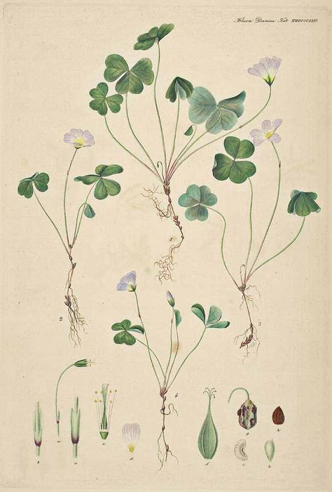 Plants Botanical Illustration, Oxalis Acetosella, Stary Papier, Shamrock Tattoos, Wood Sorrel, White Clover, Flora Danica, Clover Tattoos, Nature Tattoo